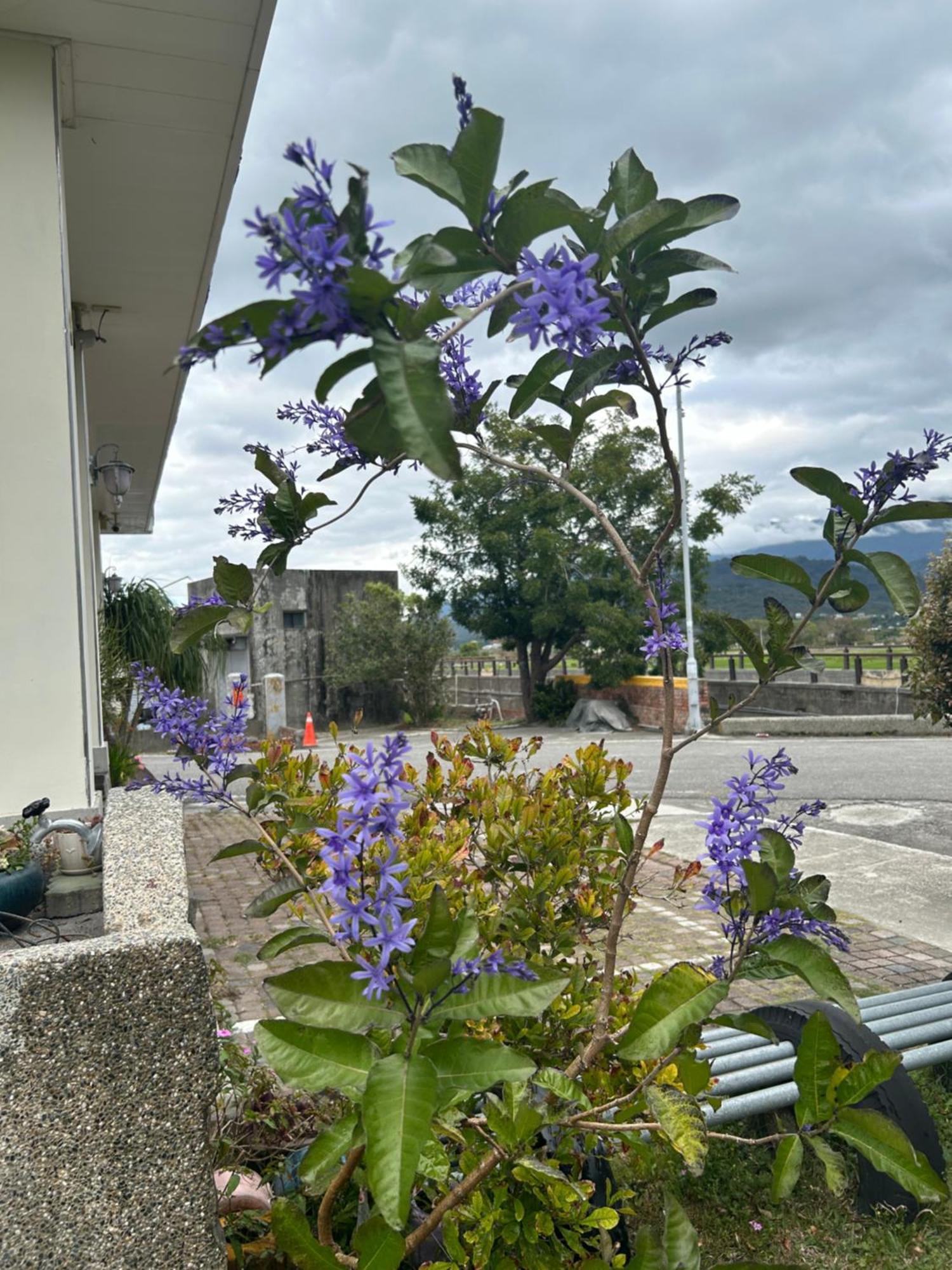 Xian Qing Yu Zhi Homestay Chishang Exterior photo